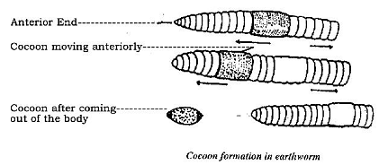 981_Formation of cocoon in earthworm.png